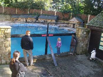 Penguin pool at the Harewood Bird Garden