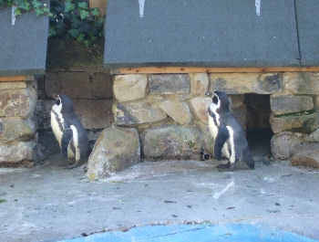 Penguins at the Harewood Bird Garden