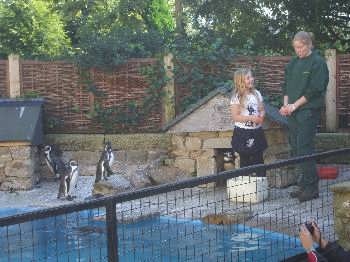 Feeding the penguins at the Harewood Bird Garden