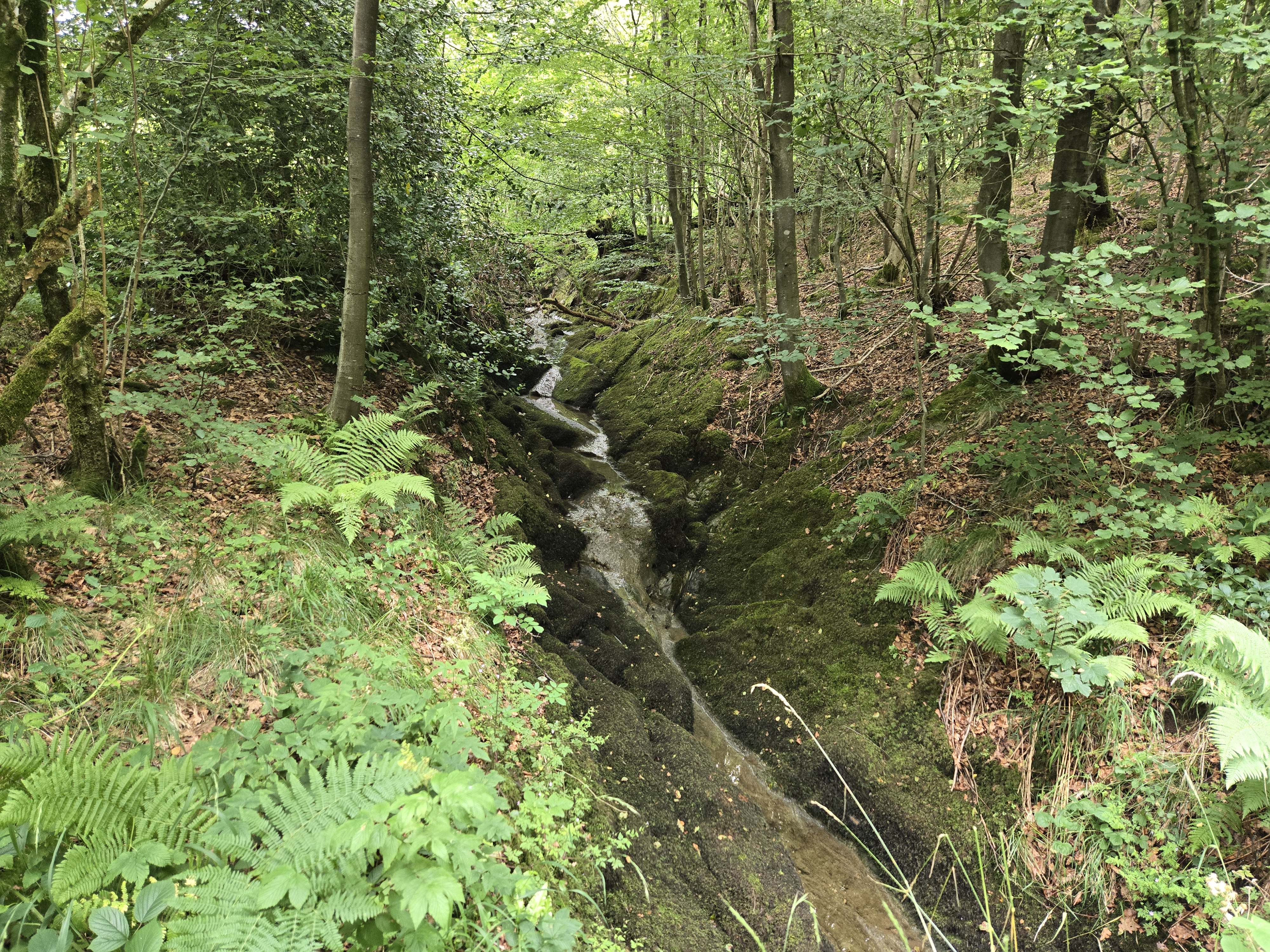 Narrow stream channel in woods