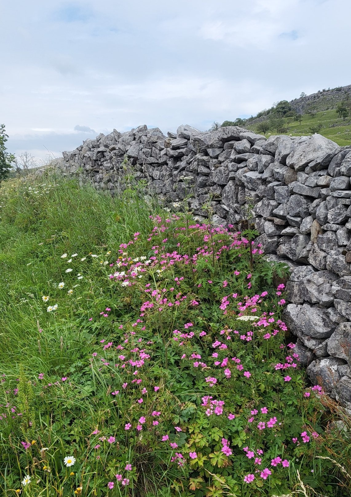 Drystone wall with wild flowers