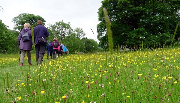 Guided meadow walk in the Yorkshire Dales