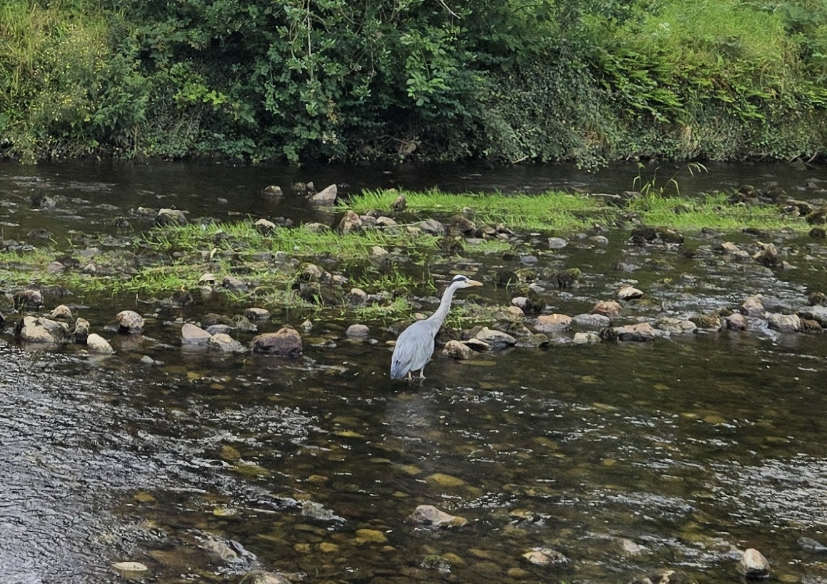 Heron fishing in stream