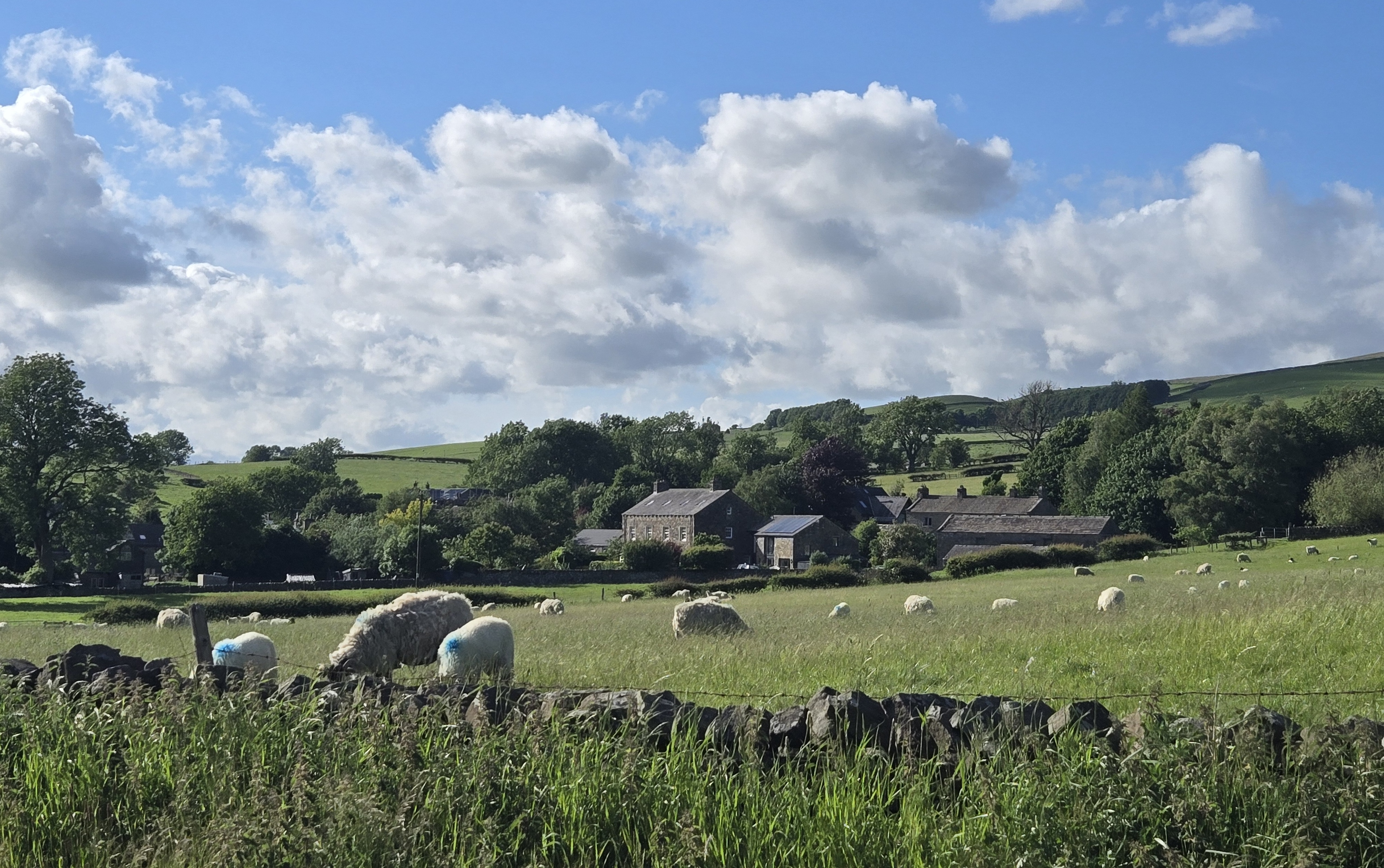 Group of stone buildings in fields with drystone wall and sheep in foreground