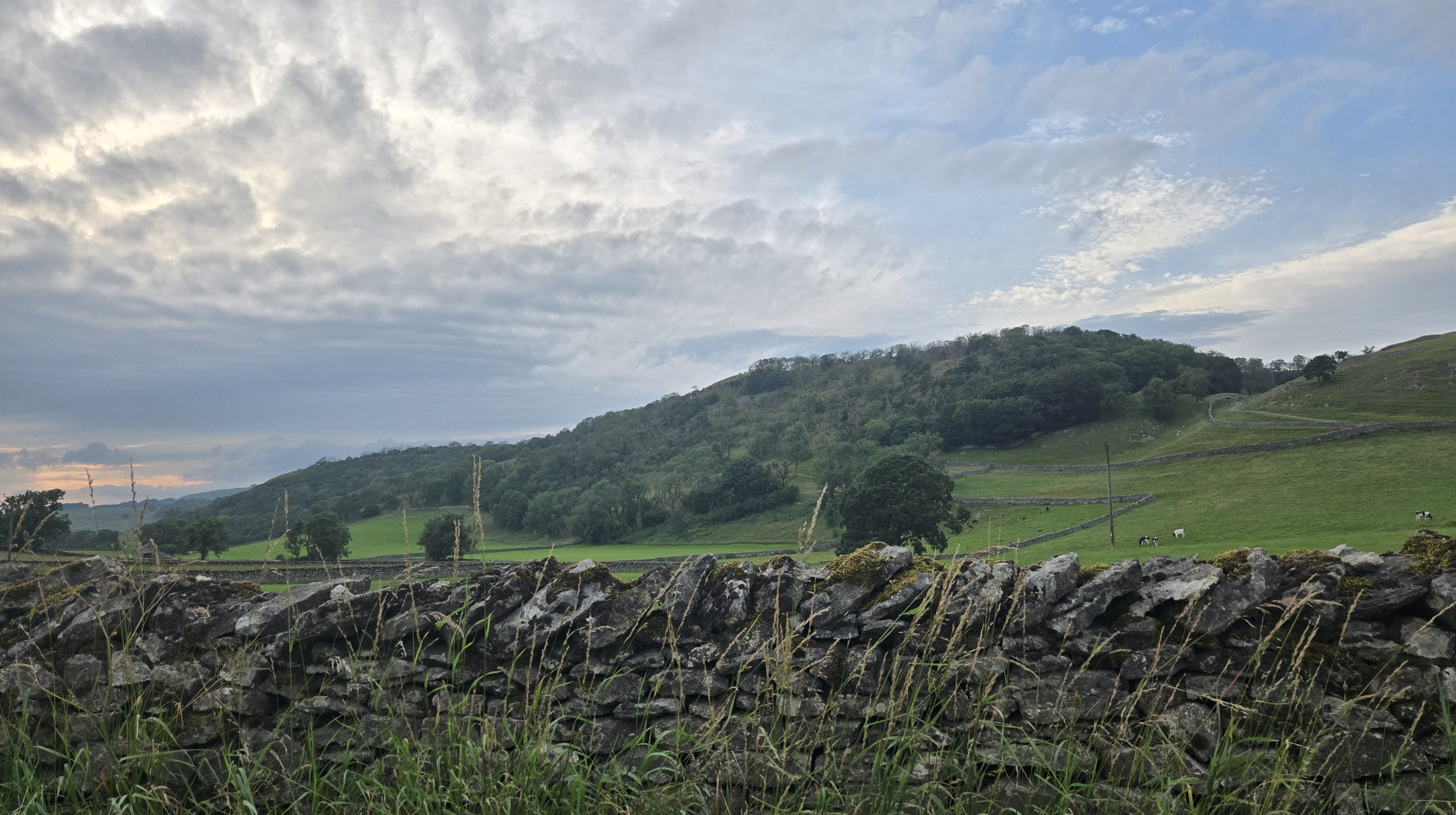 Hill with trees and drystone wall in foreground