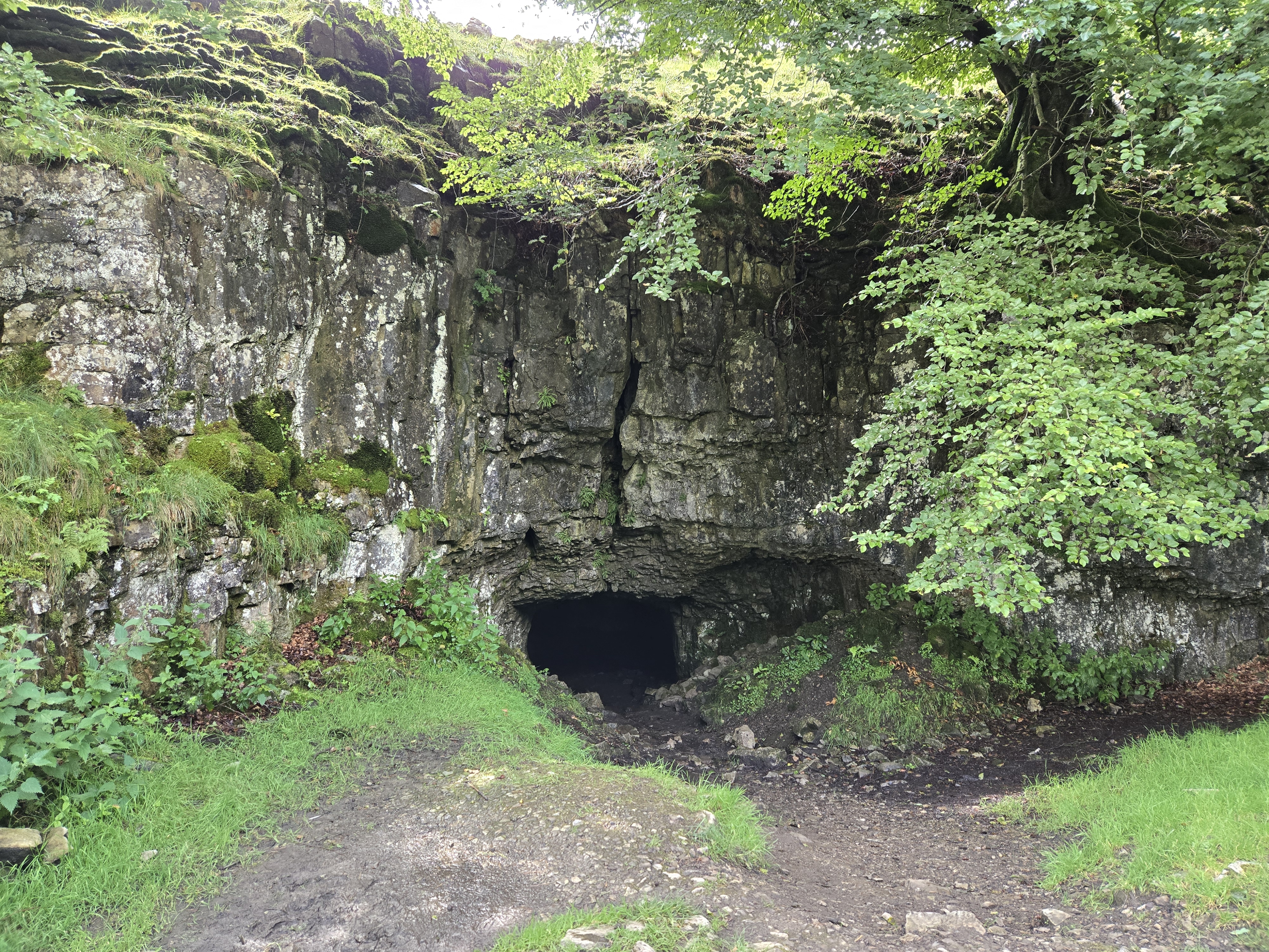 Cave entrance at base of limestone cliff with overhanging trees