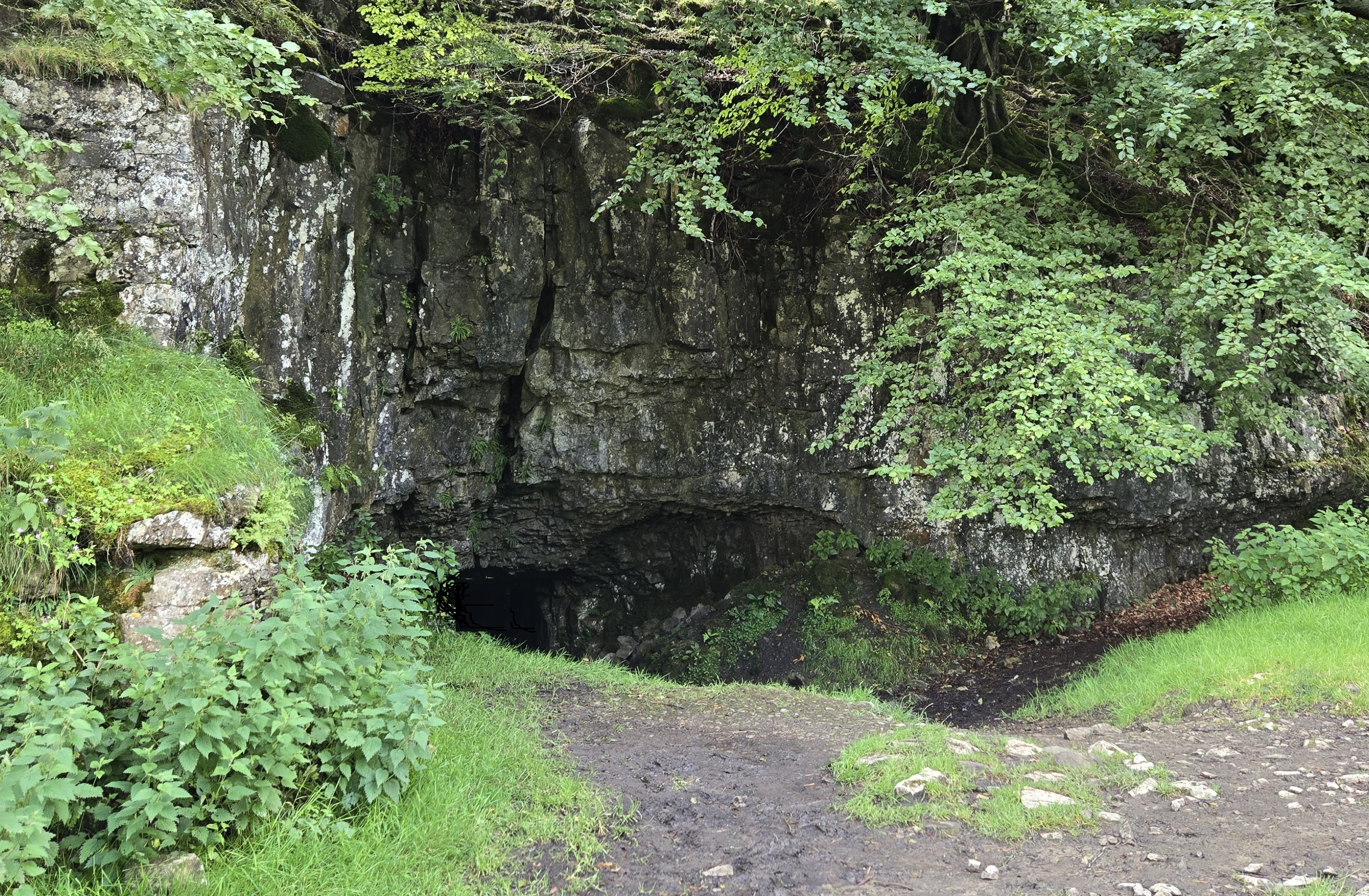Cave entrance at base of limestone cliff with overhanging trees